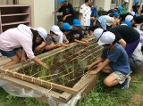 苗植え
