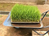 苗植え