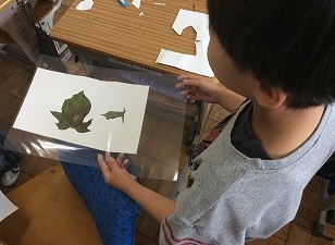 あさがお