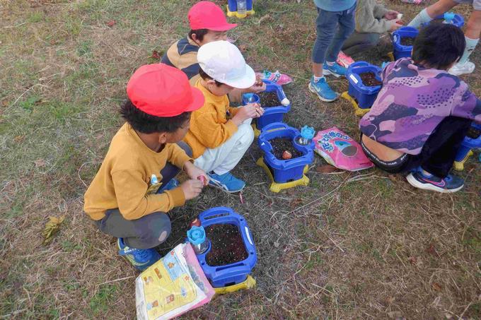 １年生チューリップ鉢植え