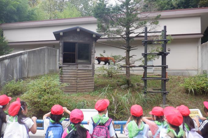 レッサーパンダ