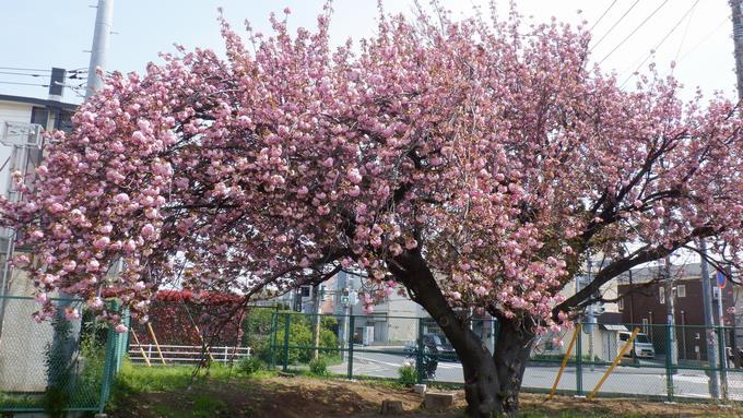 八重桜