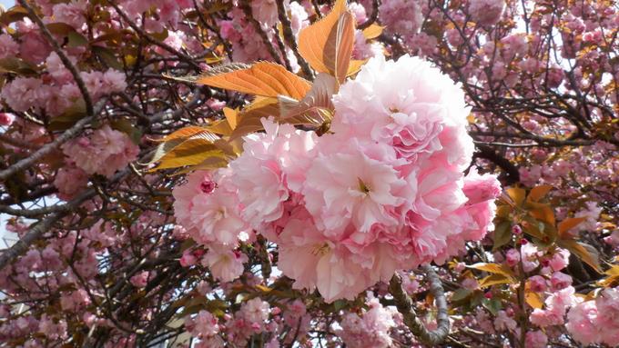 八重桜