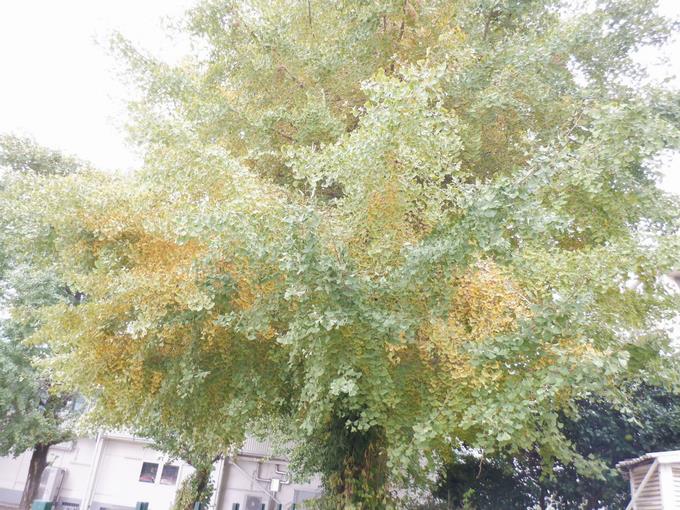 紅葉し始めた校庭の銀杏