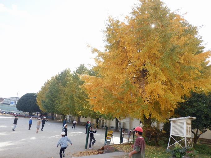 紅葉の進んだ銀杏の木