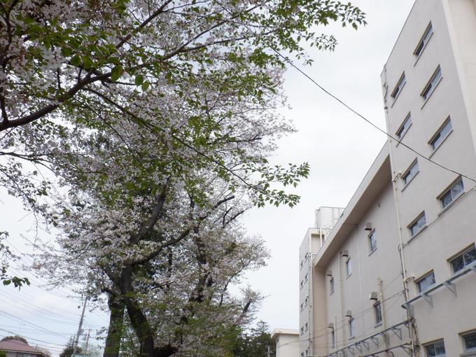 今日の本校の桜