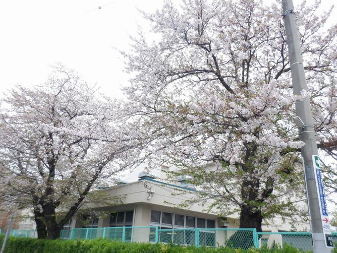 今日も咲いてます