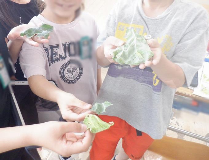 3年生　キャベツ畑で幼虫を見つけてきました
