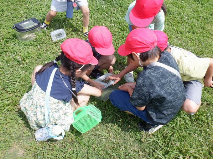 2年生　校庭の生き物探し