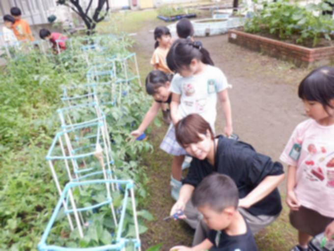 2年生　野菜の収穫