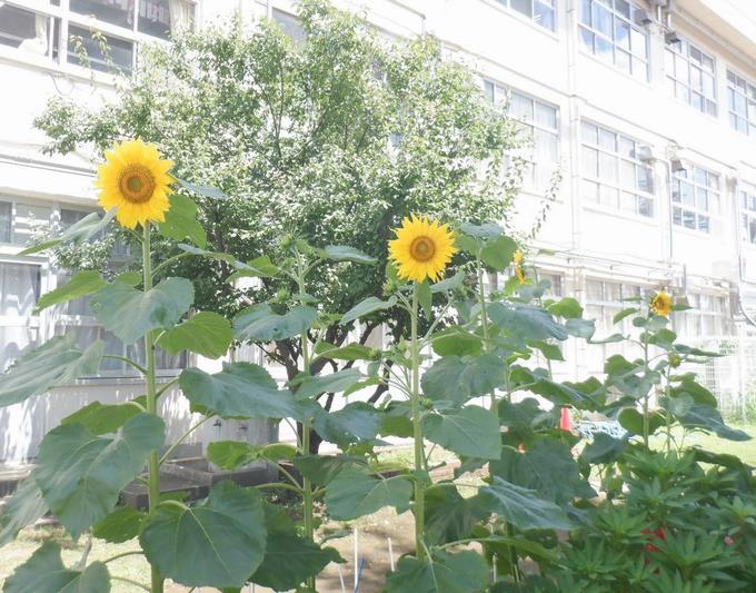 3年生のひまわり