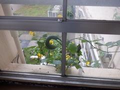 雨でも元気に成長するヘチマ