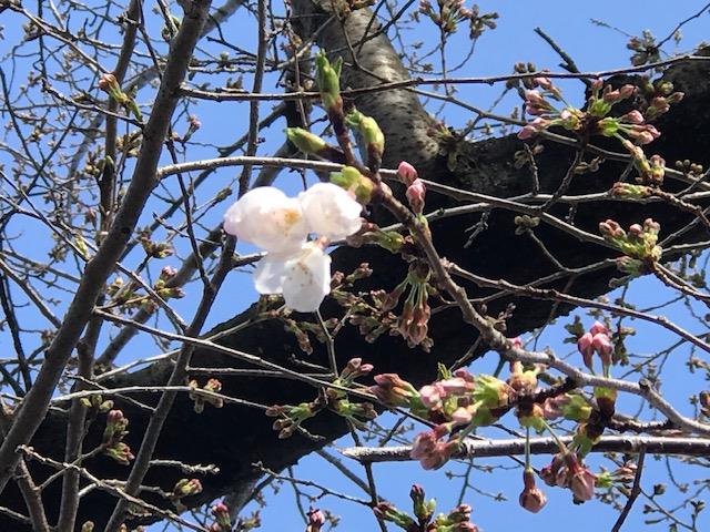 正門近くの桜(3)