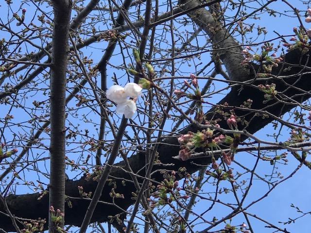 正門近くの桜(2)