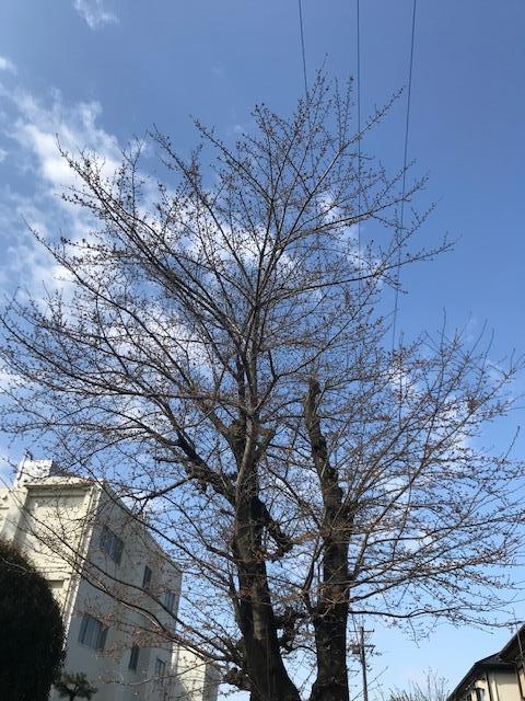正門近くの桜①