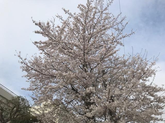 正門近くの桜①