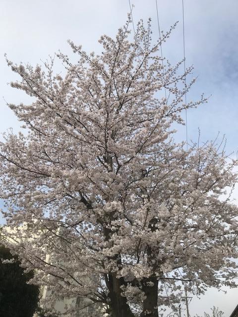 正門近くの桜②