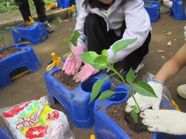 野菜の苗植え(2年生)②
