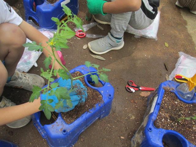 野菜の苗植え(2年生)③