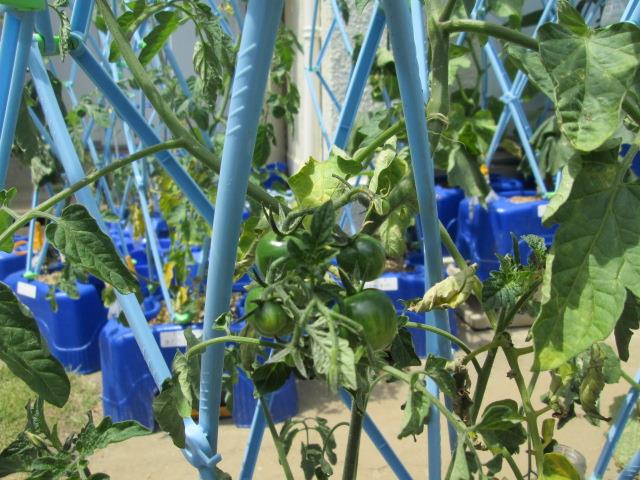 2年生が育てている野菜②