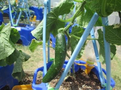 2年生が育てている野菜③