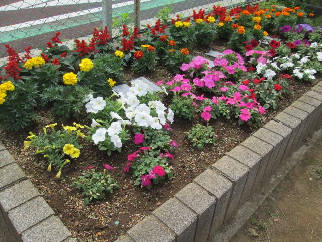 夕映え公園の花壇