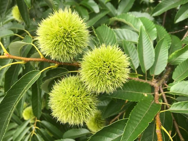 プール裏手のクリの実