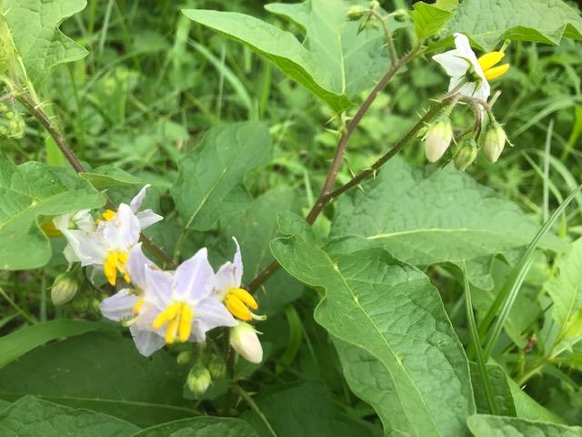 ワルナスビの花