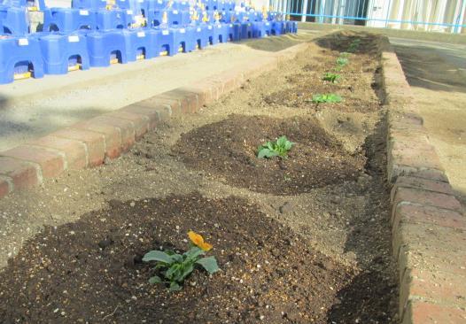 図書室に面した通路わきの花壇