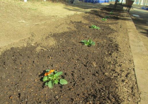 保健室に面した通路わきの花壇