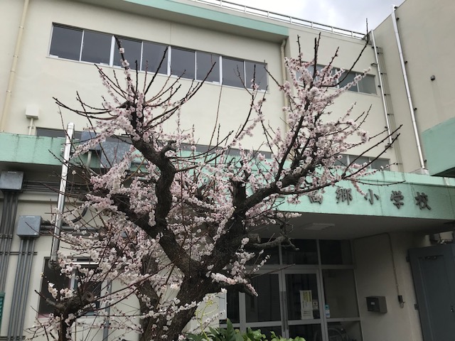 職員玄関わきの梅①