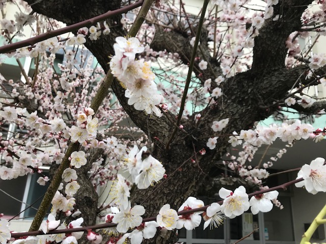 職員玄関わきの梅②