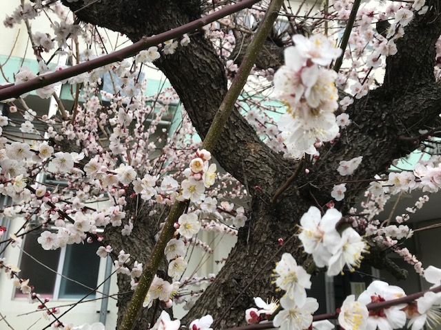 職員玄関わきの梅③