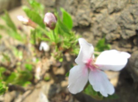 桜の花一輪(正門わき)