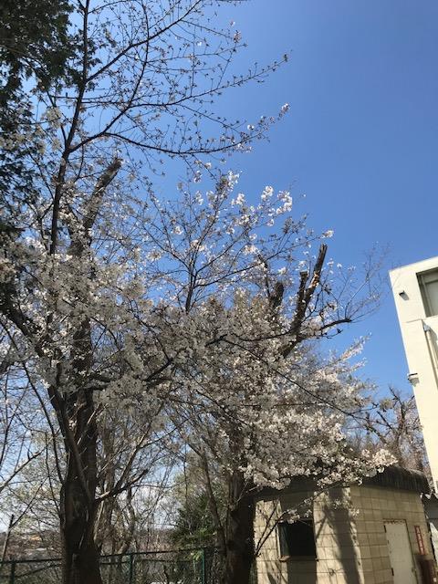 校舎裏手のサクラ