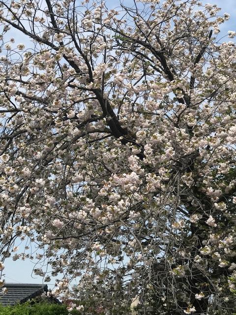 プール裏手の八重桜①