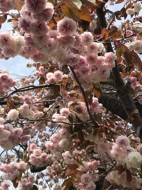 プール裏手の八重桜②