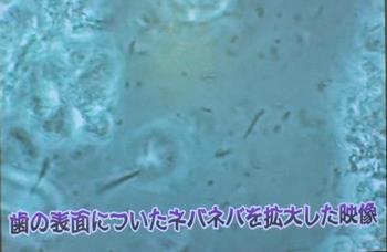 映像資料(プラーク)