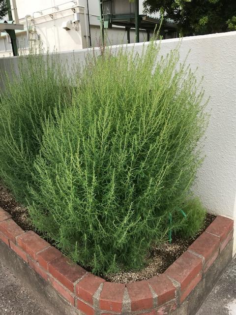 正門前花壇のコキア