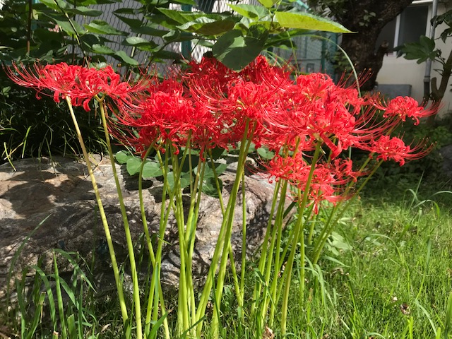 職員玄関近くのヒガンバナ