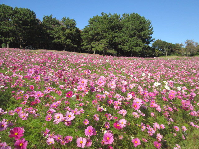 コスモス園
