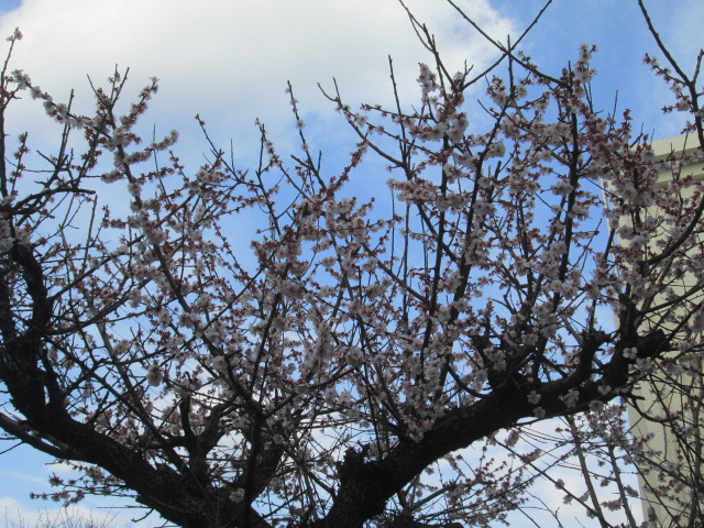 職員玄関脇のウメ