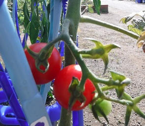 夏野菜1