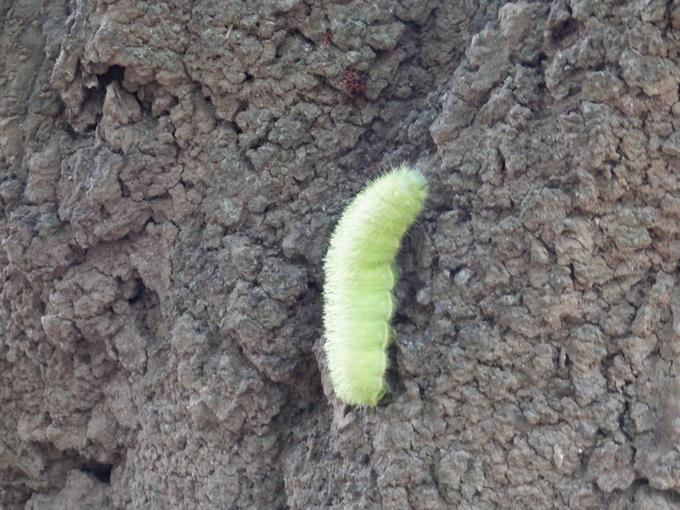 給食の画像の横が虫の画像ですみません…