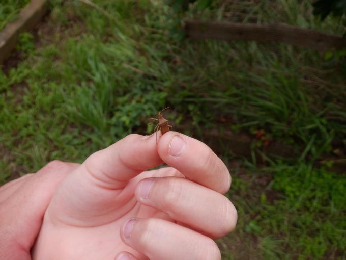 何の虫でしょうか？