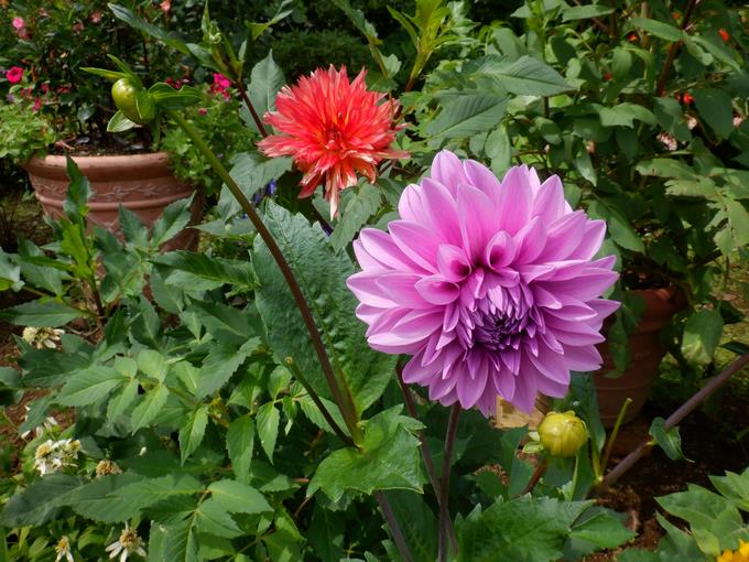 このお花、見事ですよね!!