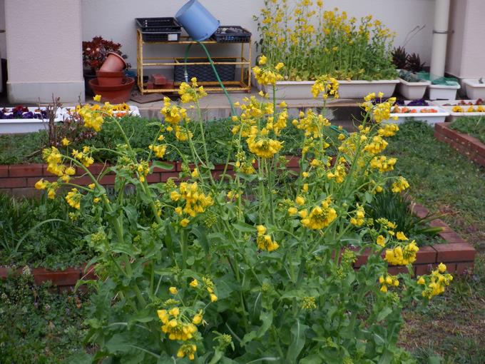 菜の花は満開です!!