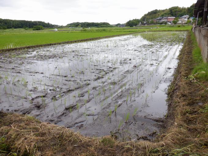 田植え体験3