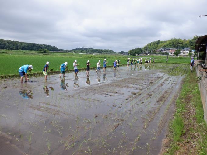 田植え1