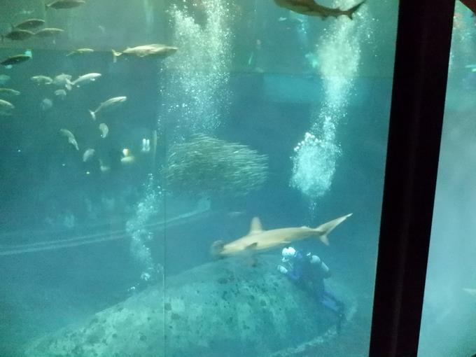 葛西臨海水族園